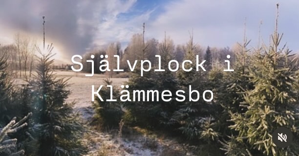 Självplock av Julgranar i Klämmesbo